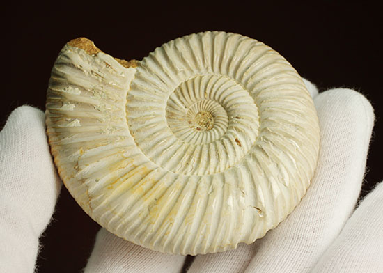 まさにパーフェクト、ペリスフィンクテス(Perisphinctes sp.)の極上標本(その11)