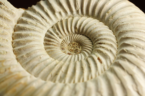 まさにパーフェクト、ペリスフィンクテス(Perisphinctes sp.)の極上標本(その12)
