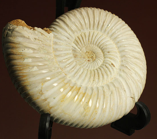 まさにパーフェクト、ペリスフィンクテス(Perisphinctes sp.)の極上標本(その14)