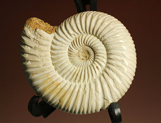 まさにパーフェクト、ペリスフィンクテス(Perisphinctes sp.)の極上標本(その15)