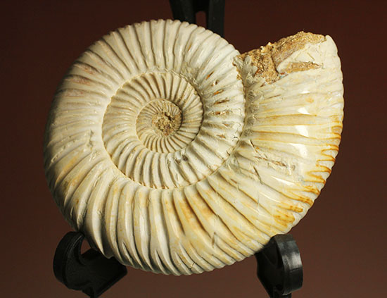 まさにパーフェクト、ペリスフィンクテス(Perisphinctes sp.)の極上標本(その16)
