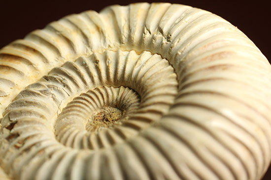 まさにパーフェクト、ペリスフィンクテス(Perisphinctes sp.)の極上標本(その17)
