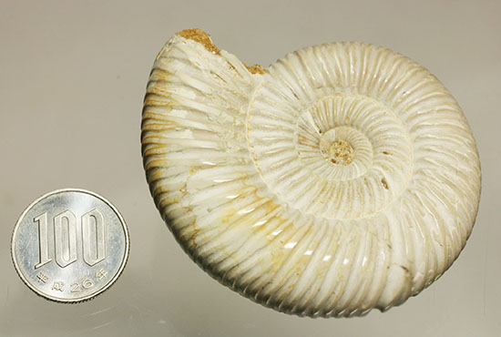 まさにパーフェクト、ペリスフィンクテス(Perisphinctes sp.)の極上標本(その18)