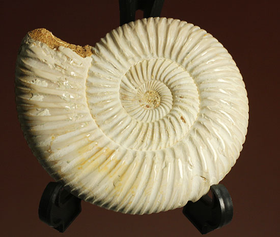 まさにパーフェクト、ペリスフィンクテス(Perisphinctes sp.)の極上標本(その2)