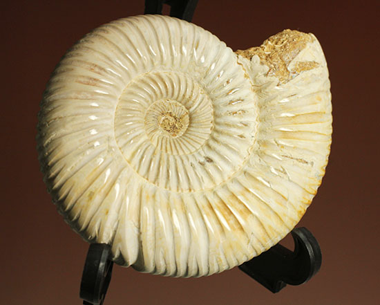 まさにパーフェクト、ペリスフィンクテス(Perisphinctes sp.)の極上標本(その3)