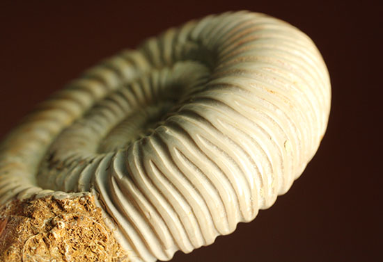 まさにパーフェクト、ペリスフィンクテス(Perisphinctes sp.)の極上標本(その4)