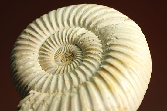 まさにパーフェクト、ペリスフィンクテス(Perisphinctes sp.)の極上標本(その5)