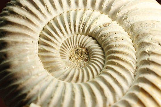 まさにパーフェクト、ペリスフィンクテス(Perisphinctes sp.)の極上標本(その6)