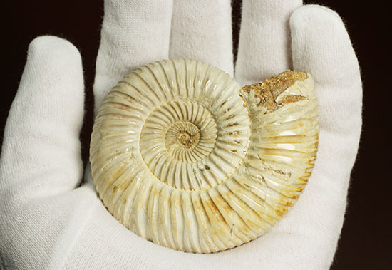 まさにパーフェクト、ペリスフィンクテス(Perisphinctes sp.)の極上標本(その7)