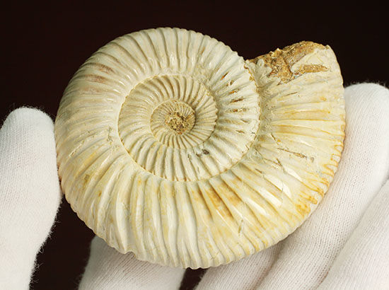 まさにパーフェクト、ペリスフィンクテス(Perisphinctes sp.)の極上標本(その8)