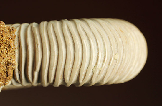 まさにパーフェクト、ペリスフィンクテス(Perisphinctes sp.)の極上標本(その9)