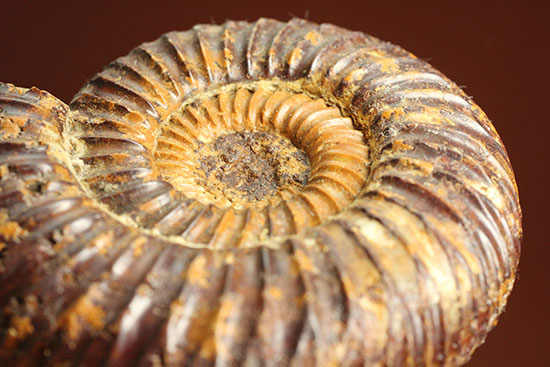 焦げ茶色が個性的なマダガスカル産ペリスフィンクテス(Perisphinctes sp.)(その10)