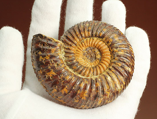 焦げ茶色が個性的な​マダガスカル産ペリスフィンクテス(Perisphinctes sp.)/中生代ジュラ紀（1億9500万 -- 1億3500万年前）【an882】