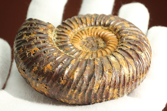 焦げ茶色が個性的なマダガスカル産ペリスフィンクテス(Perisphinctes sp.)(その12)