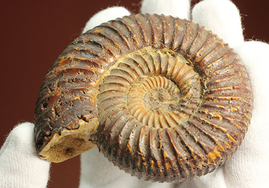 焦げ茶色が個性的なマダガスカル産ペリスフィンクテス(Perisphinctes sp.)(その13)