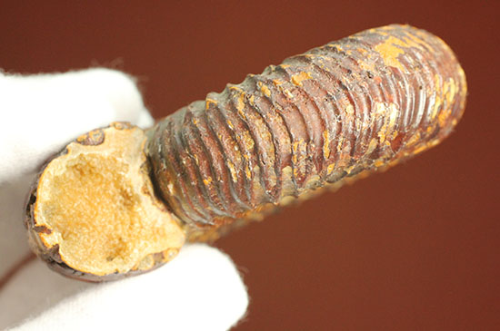 焦げ茶色が個性的な​マダガスカル産ペリスフィンクテス(Perisphinctes sp.)（その14）