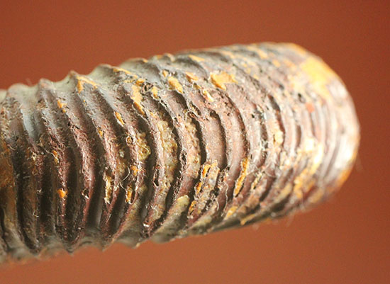 焦げ茶色が個性的なマダガスカル産ペリスフィンクテス(Perisphinctes sp.)(その15)