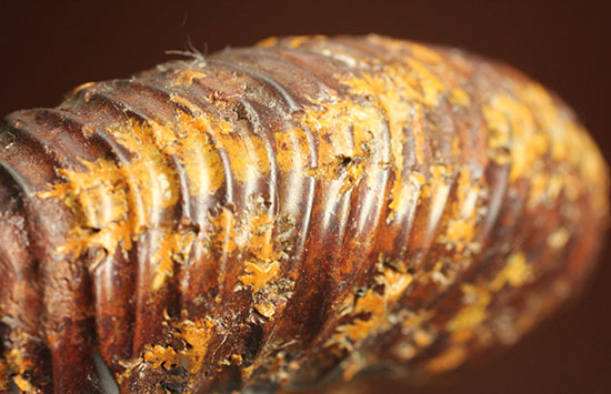 焦げ茶色が個性的なマダガスカル産ペリスフィンクテス(Perisphinctes sp.)(その16)