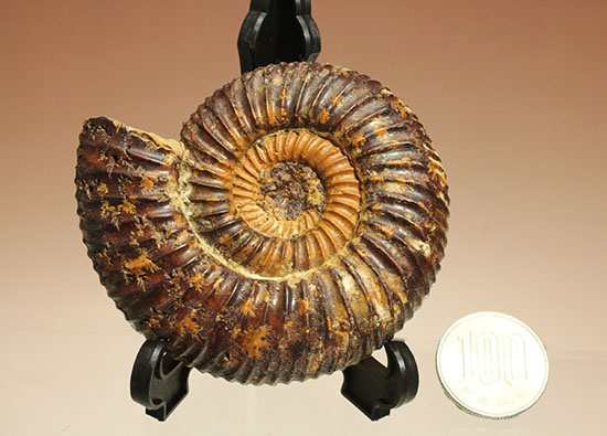 焦げ茶色が個性的なマダガスカル産ペリスフィンクテス(Perisphinctes sp.)(その17)