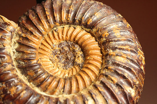 焦げ茶色が個性的なマダガスカル産ペリスフィンクテス(Perisphinctes sp.)(その3)