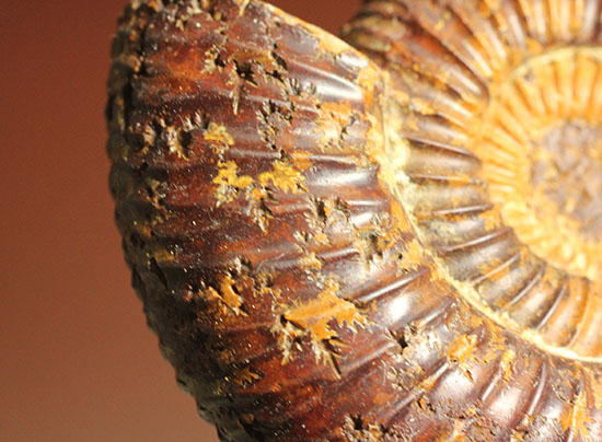 焦げ茶色が個性的なマダガスカル産ペリスフィンクテス(Perisphinctes sp.)(その4)