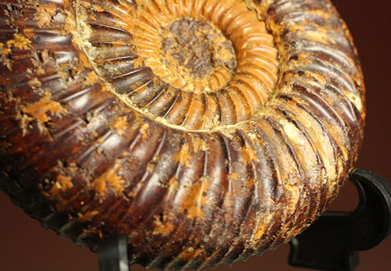焦げ茶色が個性的なマダガスカル産ペリスフィンクテス(Perisphinctes sp.)(その5)