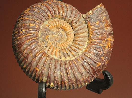 焦げ茶色が個性的なマダガスカル産ペリスフィンクテス(Perisphinctes sp.)(その6)