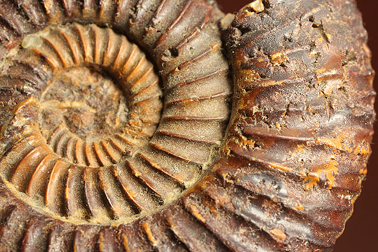 焦げ茶色が個性的なマダガスカル産ペリスフィンクテス(Perisphinctes sp.)(その7)