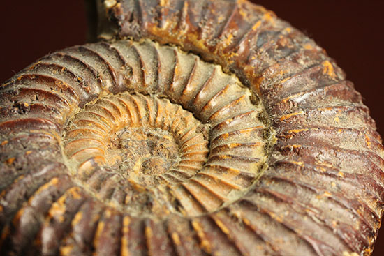 焦げ茶色が個性的なマダガスカル産ペリスフィンクテス(Perisphinctes sp.)(その9)