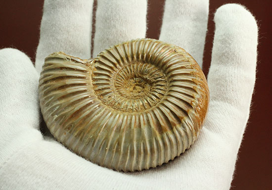 肋(ろく)の保存状態に目を見張るマダガスカル産ペリスフィンクテス(Perisphinctes sp.)(その10)