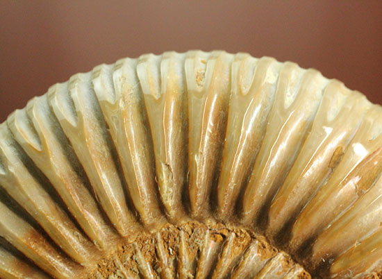 肋(ろく)の保存状態に目を見張るマダガスカル産ペリスフィンクテス(Perisphinctes sp.)(その11)