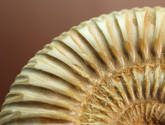 肋(ろく)の保存状態に目を見張るマダガスカル産ペリスフィンクテス(Perisphinctes sp.)(その12)