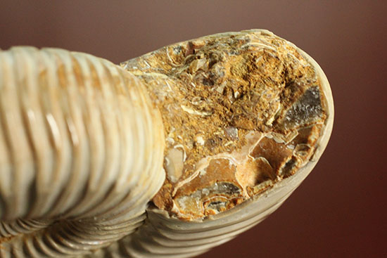 ​肋（ろく）の保存状態に目を見張る​マダガスカル産ペリスフィンクテス(Perisphinctes sp.)（その13）
