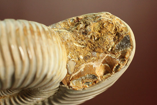 肋(ろく)の保存状態に目を見張るマダガスカル産ペリスフィンクテス(Perisphinctes sp.)(その13)