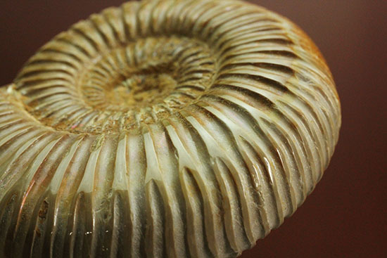 肋(ろく)の保存状態に目を見張るマダガスカル産ペリスフィンクテス(Perisphinctes sp.)(その14)