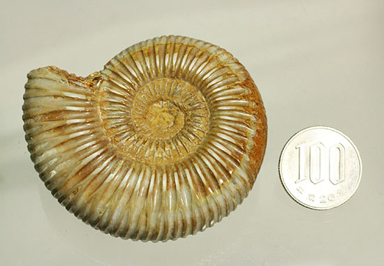 肋(ろく)の保存状態に目を見張るマダガスカル産ペリスフィンクテス(Perisphinctes sp.)(その15)