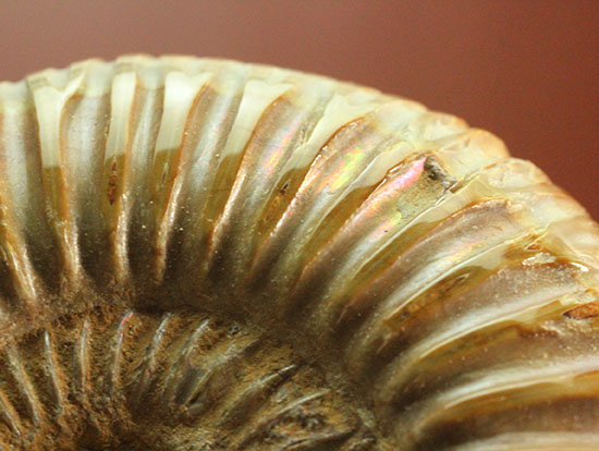 肋(ろく)の保存状態に目を見張るマダガスカル産ペリスフィンクテス(Perisphinctes sp.)(その3)