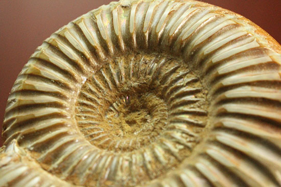 肋(ろく)の保存状態に目を見張るマダガスカル産ペリスフィンクテス(Perisphinctes sp.)(その4)