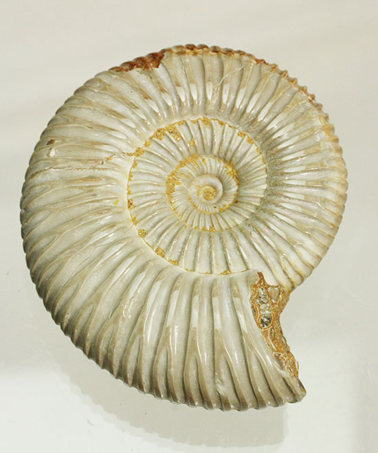 肋(ろく)の保存状態に目を見張るマダガスカル産ペリスフィンクテス(Perisphinctes sp.)(その5)
