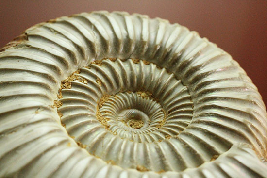 肋(ろく)の保存状態に目を見張るマダガスカル産ペリスフィンクテス(Perisphinctes sp.)(その7)