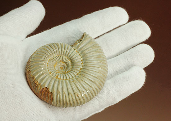肋(ろく)の保存状態に目を見張るマダガスカル産ペリスフィンクテス(Perisphinctes sp.)(その8)