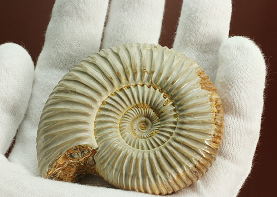 肋(ろく)の保存状態に目を見張るマダガスカル産ペリスフィンクテス(Perisphinctes sp.)(その9)