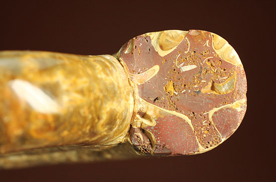 縫合線と​肋（ろく）が共存している珍しいペリスフィンクテス(Perisphinctes sp.)の標本（その12）