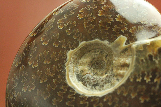 縫合線モンスター!殻全体が縫合線に占拠されたマダガスカル産アンモナイト(その6)