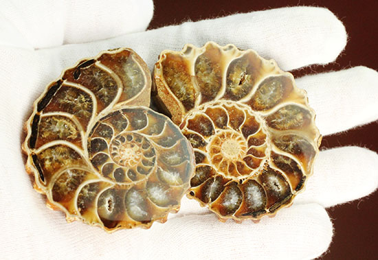 レースのような波打つ縁取りが保存!ハイセンスなアンモナイトスライス標本(Ammonite)(その11)