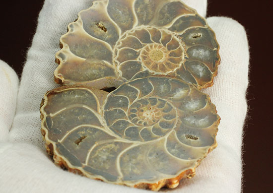 レースのような波打つ縁取りが保存!ハイセンスなアンモナイトスライス標本(Ammonite)(その12)