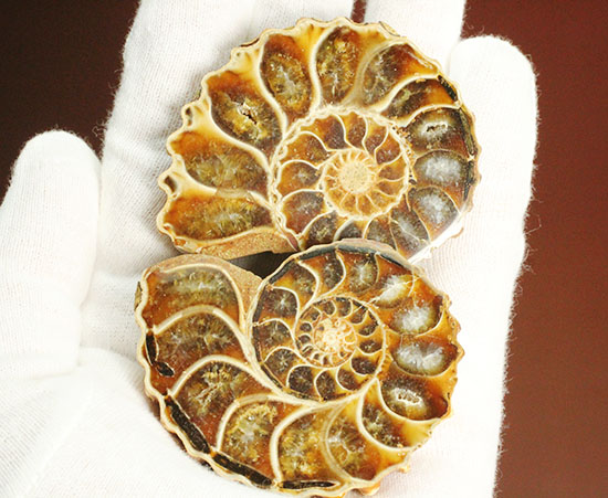 レースのような波打つ縁取りが保存！ハイセンスなアンモナイトスライス標本(Ammonite)（その13）