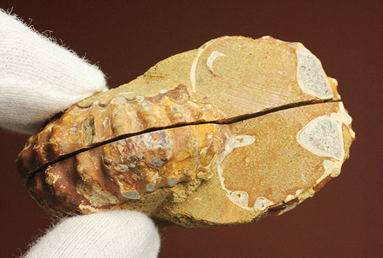 レースのような波打つ縁取りが保存!ハイセンスなアンモナイトスライス標本(Ammonite)(その16)