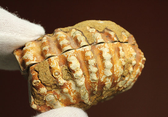 レースのような波打つ縁取りが保存!ハイセンスなアンモナイトスライス標本(Ammonite)(その17)