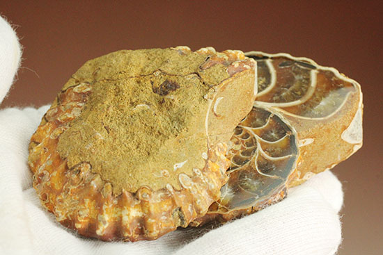 レースのような波打つ縁取りが保存!ハイセンスなアンモナイトスライス標本(Ammonite)(その18)